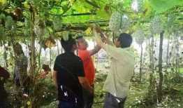 瓜瓜基地,绿色生态农业的璀璨明珠